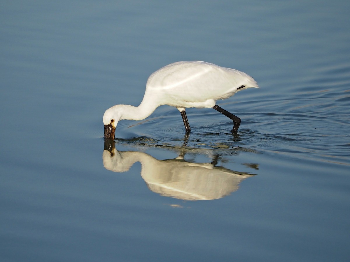 Eurasian Spoonbill - ML642902836