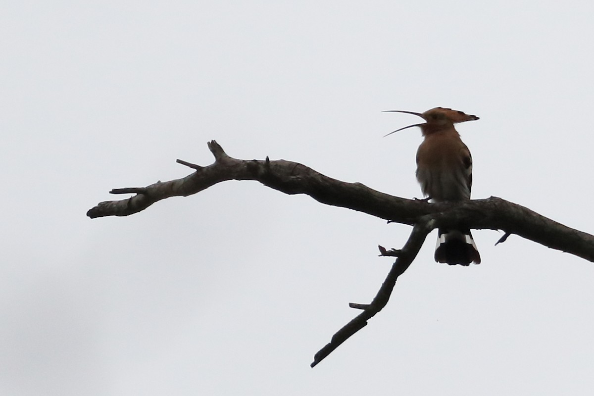 Eurasian Hoopoe - ML642902838
