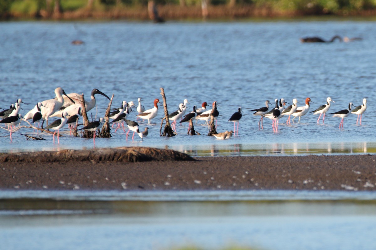 Red-necked Avocet - ML642902839