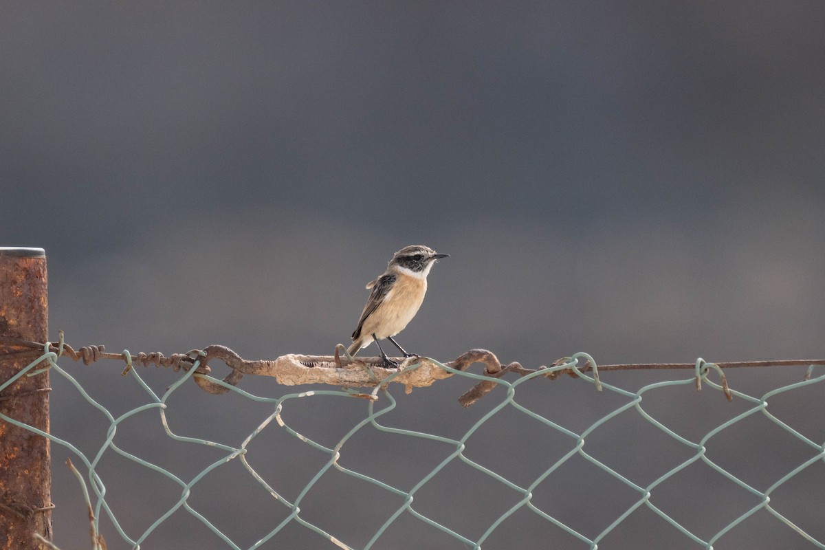 Fuerteventura Stonechat - ML642902840