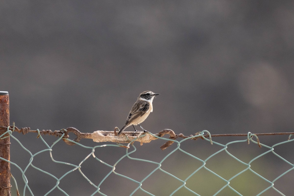 Fuerteventura Stonechat - ML642902841