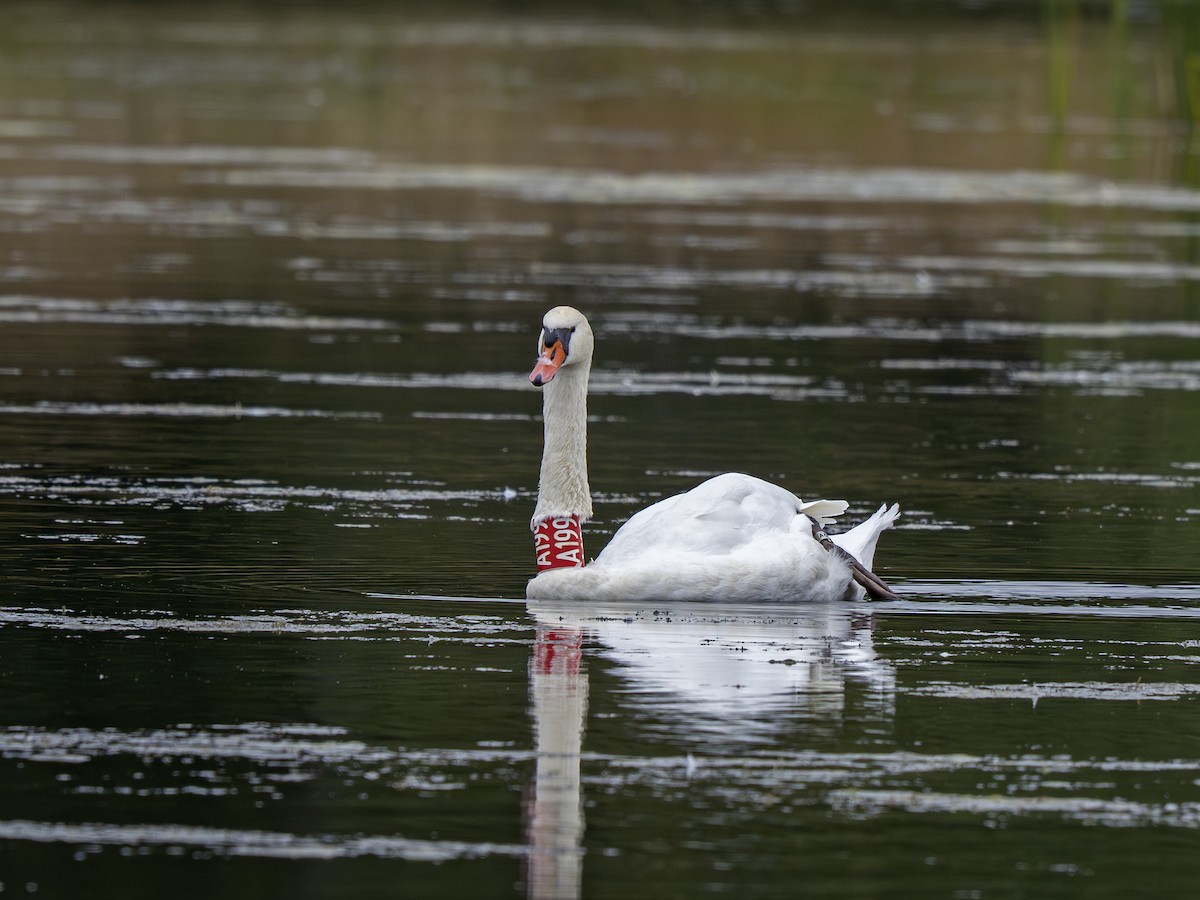 Mute Swan - ML642902842