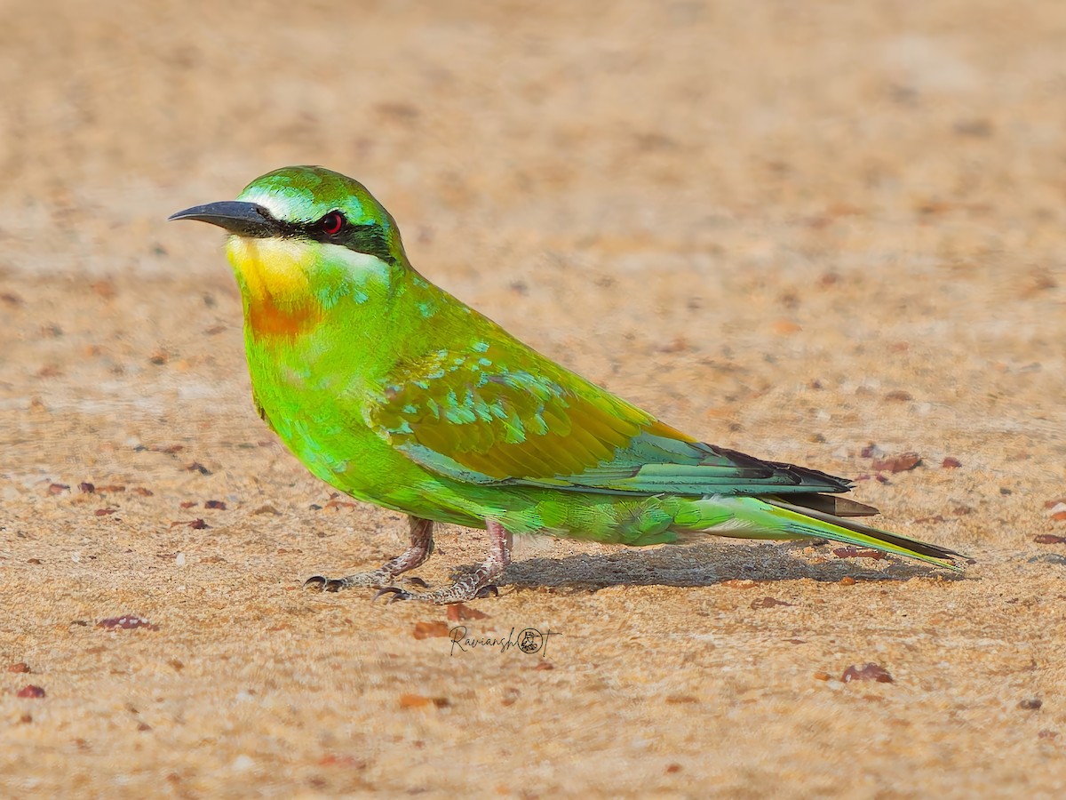 Blue-cheeked Bee-eater - ML642902846