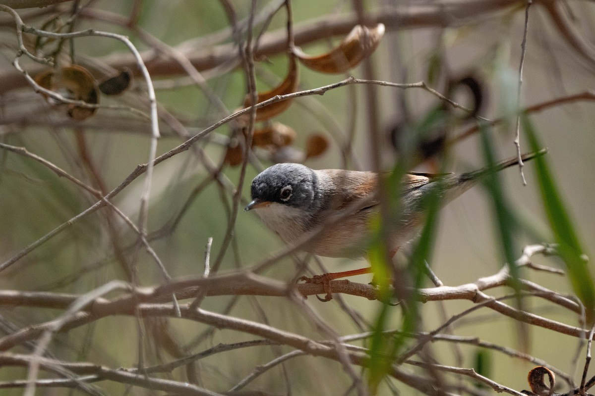 Spectacled Warbler - ML642902851