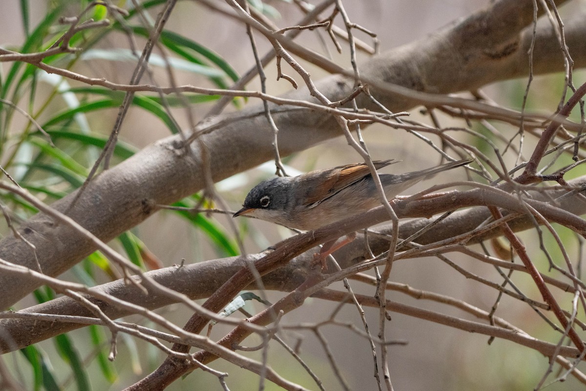 Spectacled Warbler - ML642902852