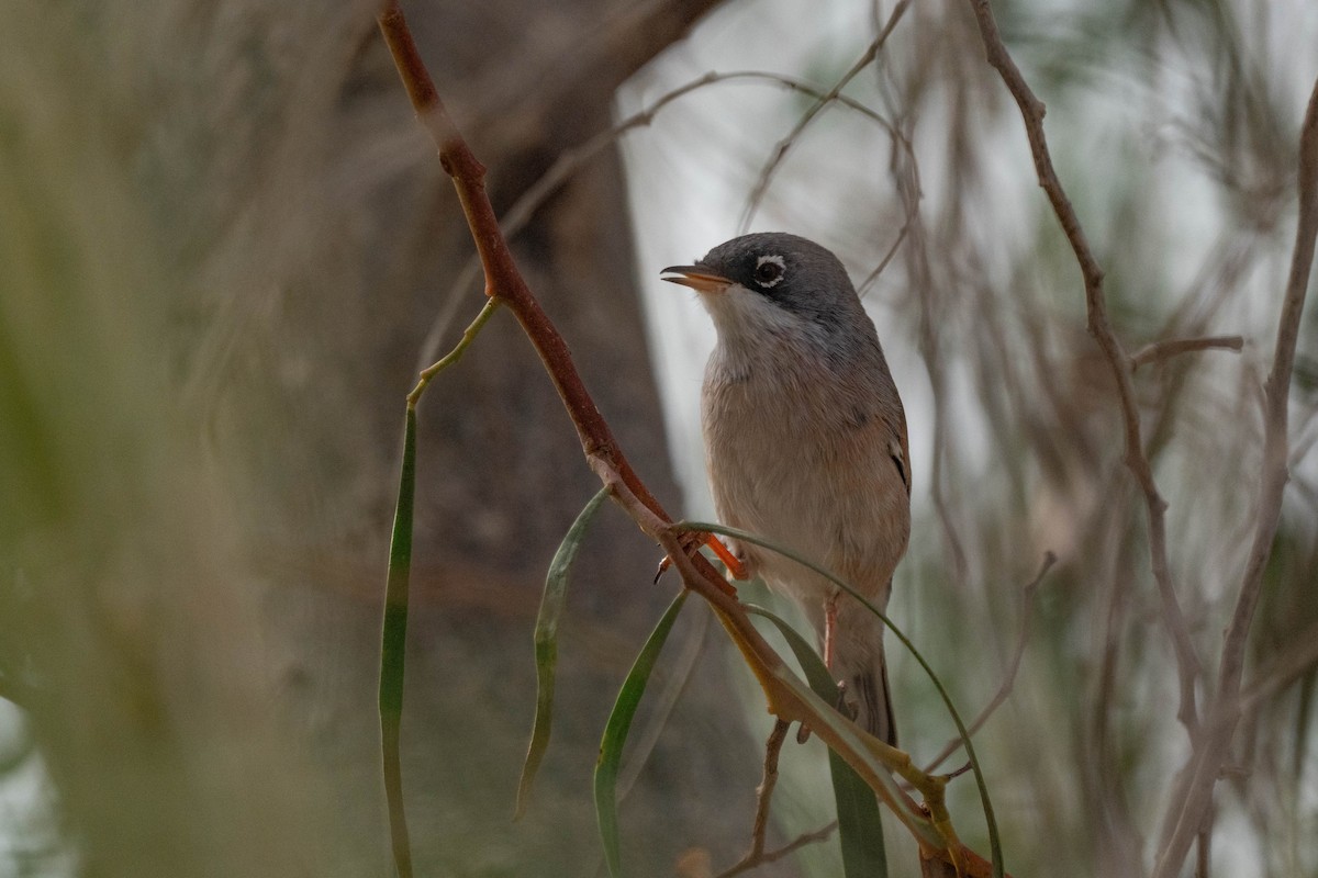 Spectacled Warbler - ML642902853