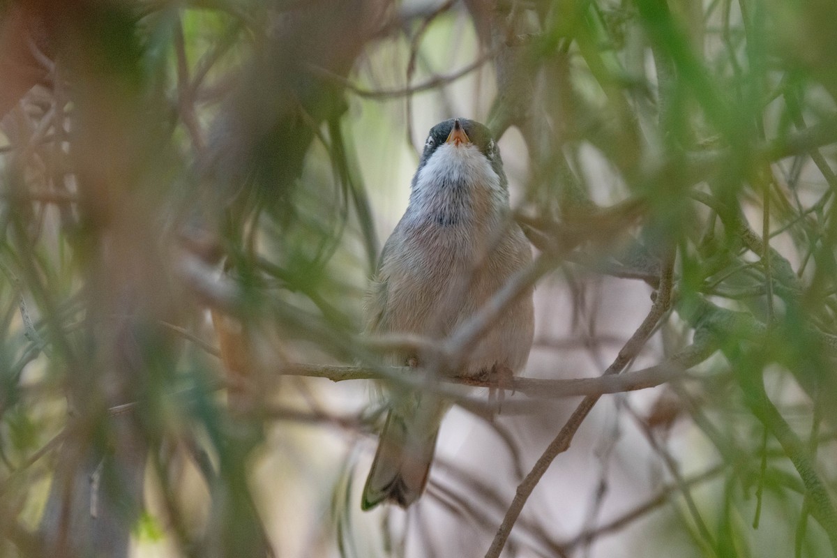 Spectacled Warbler - ML642902854