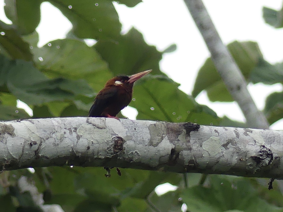 White-eared Jacamar - ML642902861