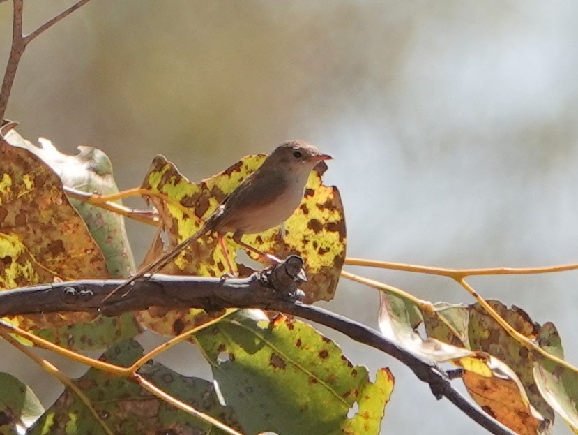 Red-backed Fairywren - ML642902863