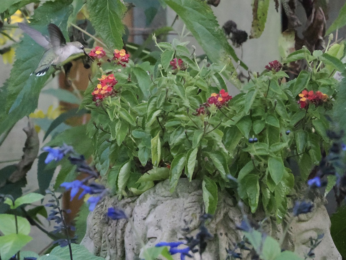 Ruby-throated Hummingbird - ML642902864