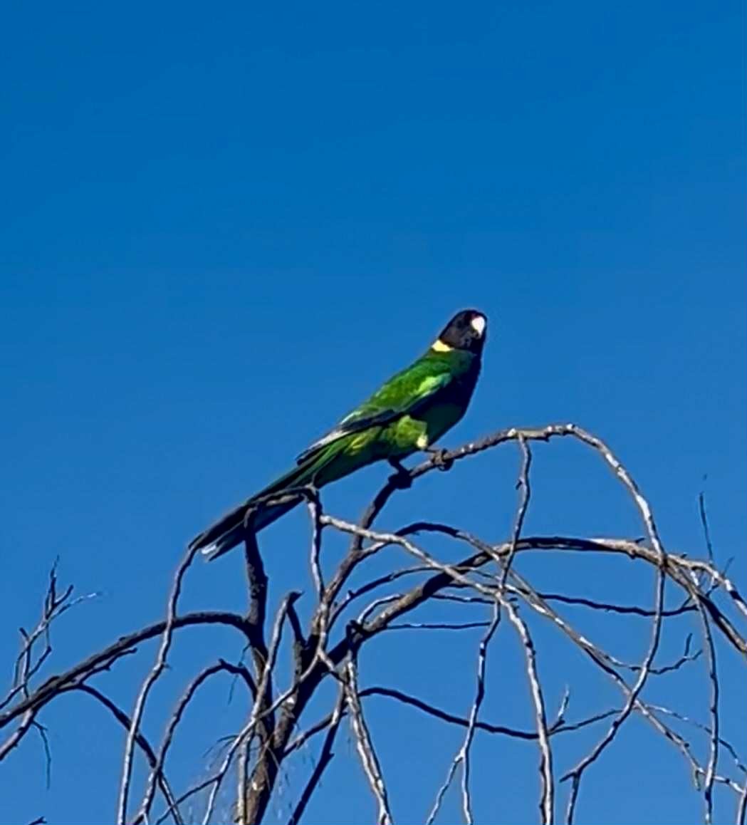 Australian Ringneck - ML642902865