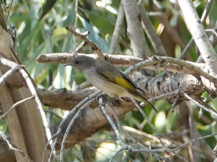 Rufous-throated Honeyeater - ML642902866