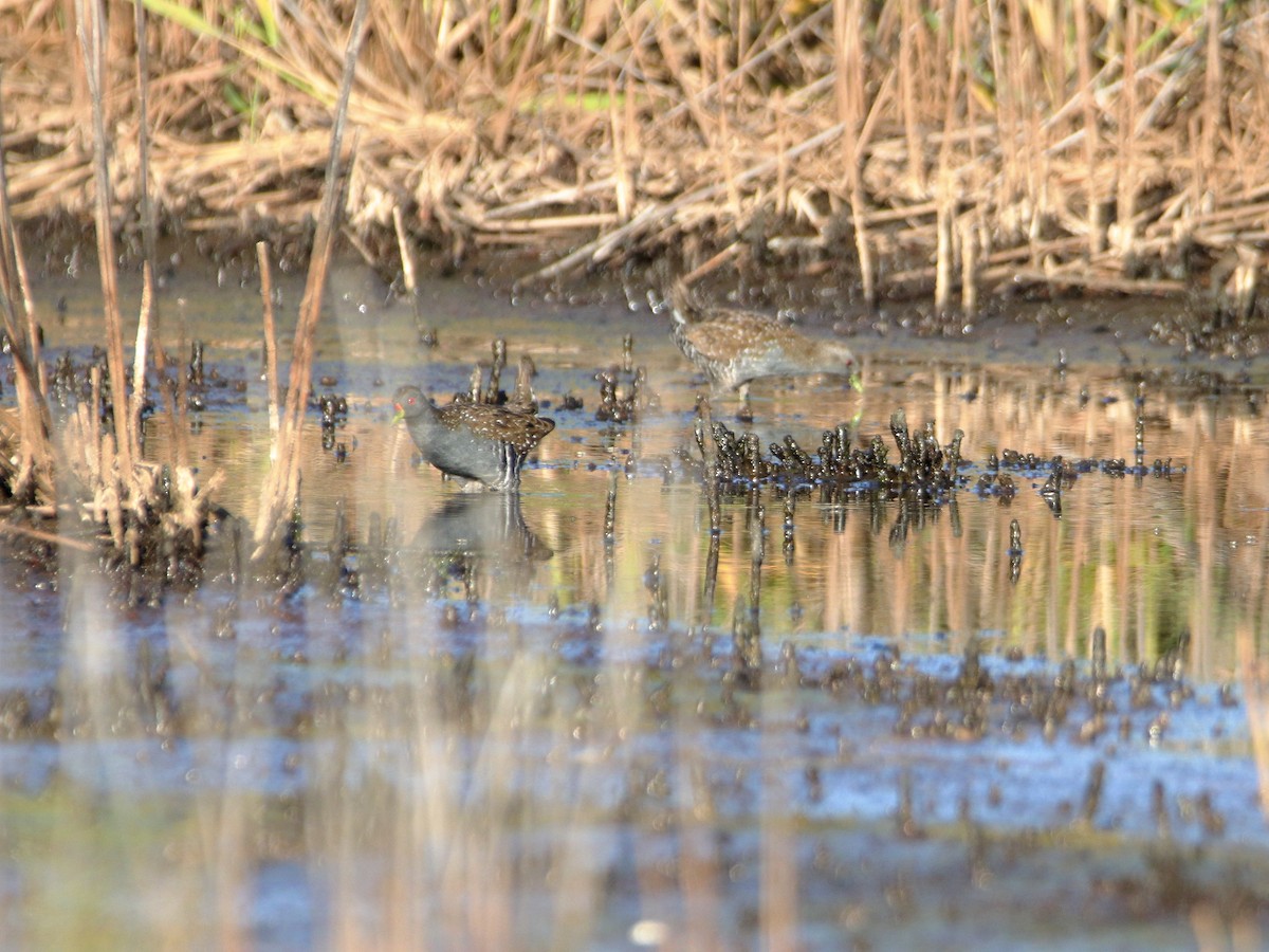 Australian Crake - ML642902871