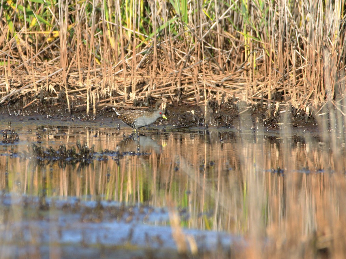 Australian Crake - ML642902872