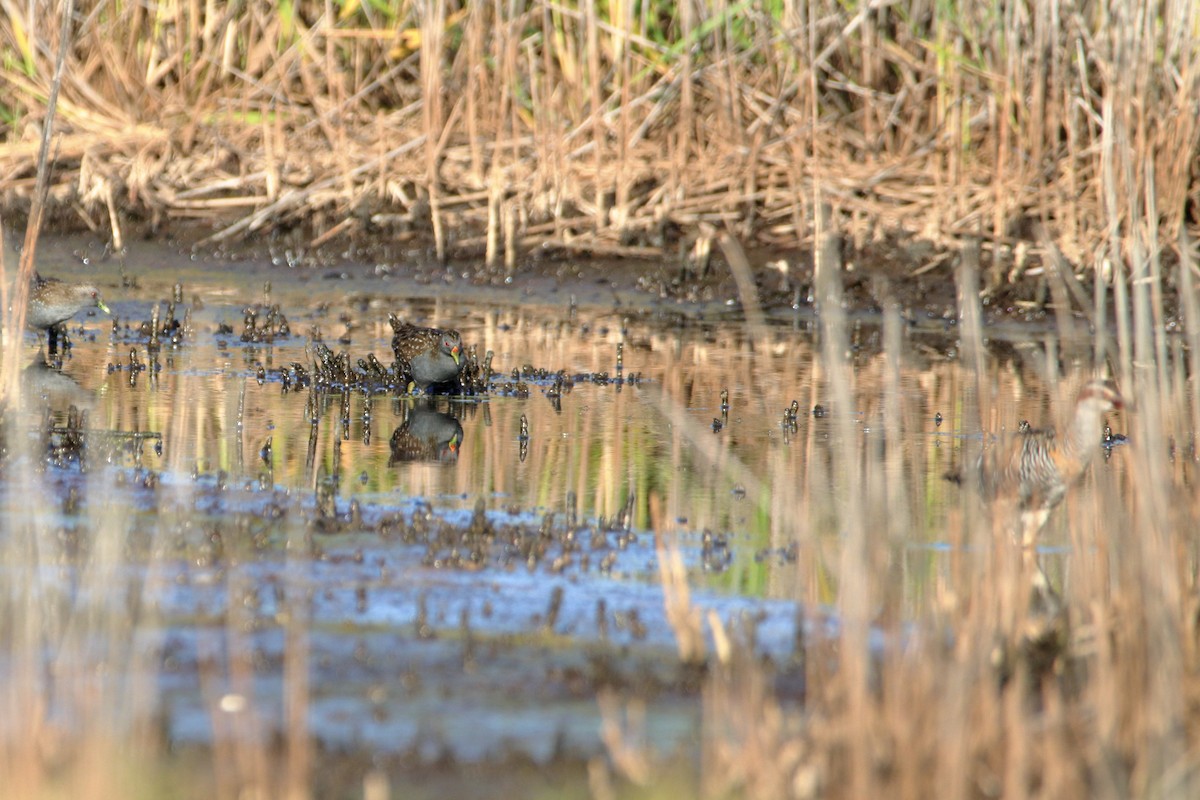 Australian Crake - ML642902873