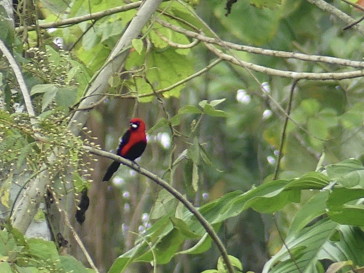 Masked Crimson Tanager - ML642902874