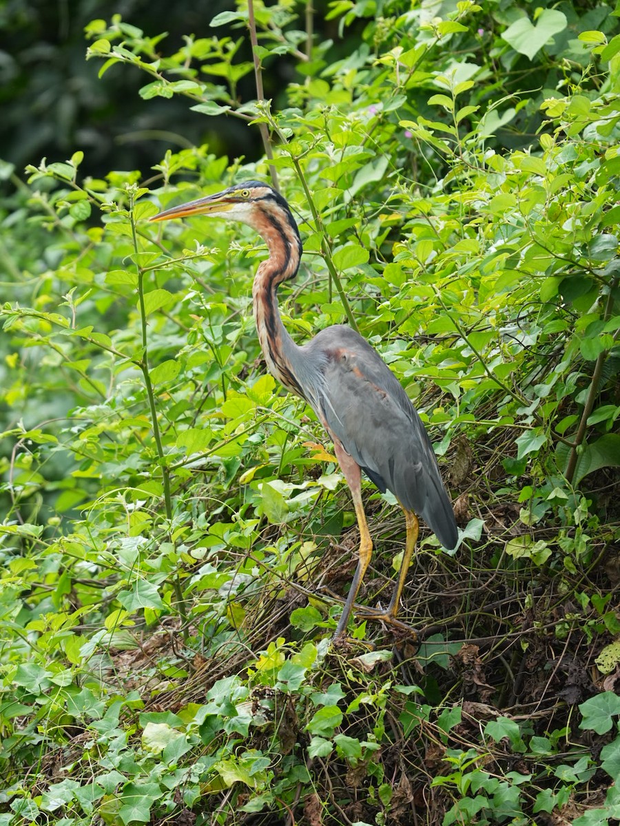 紫鷺 - ML642902877