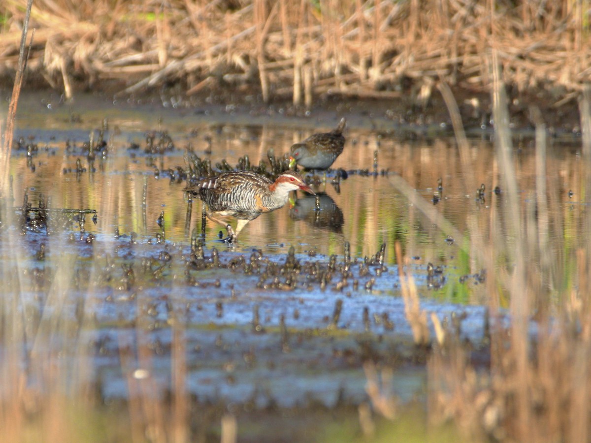 Buff-banded Rail - ML642902882