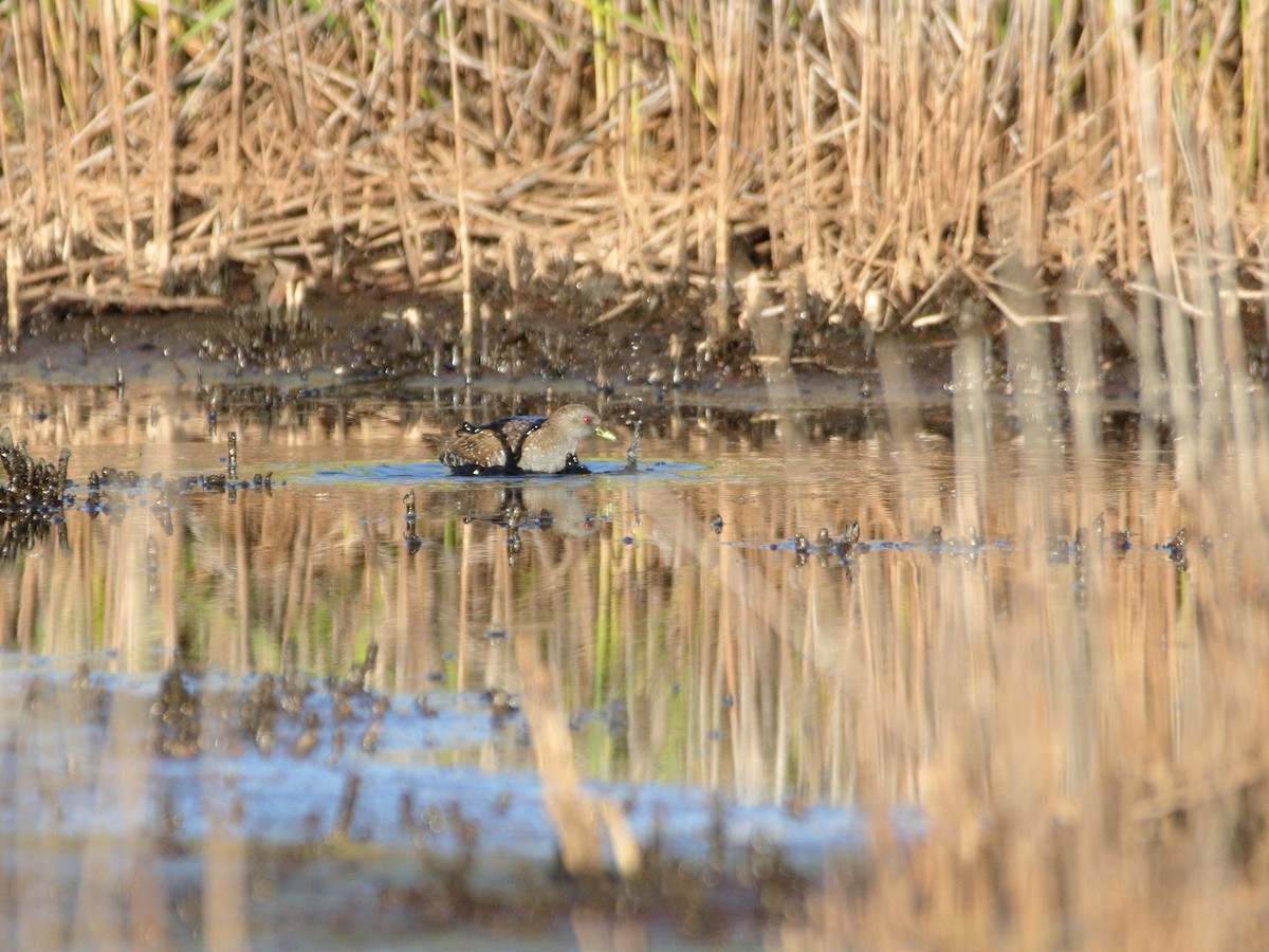Australian Crake - ML642902889