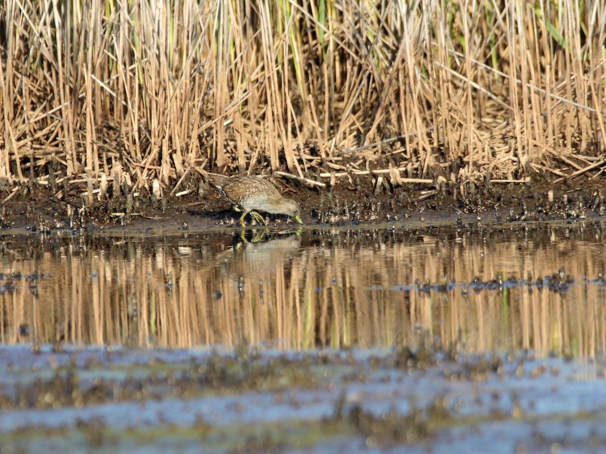 Australian Crake - ML642902890