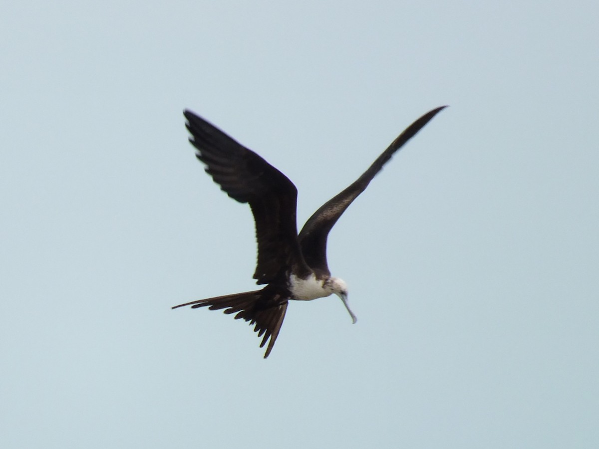 Magnificent Frigatebird - ML642902901