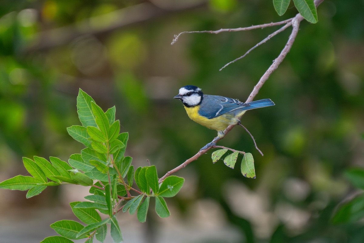 African Blue Tit - ML642902911