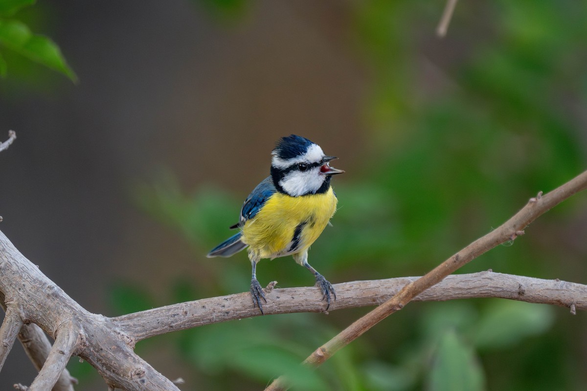 African Blue Tit - ML642902912