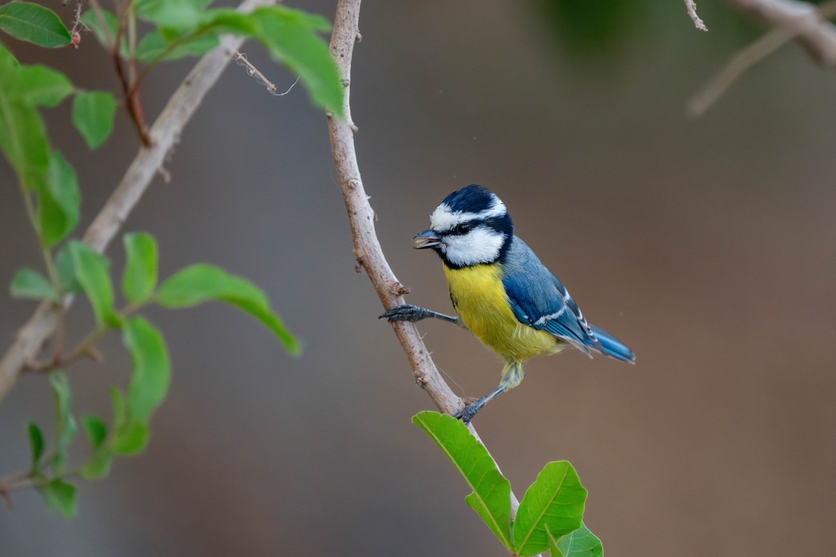 African Blue Tit - ML642902913