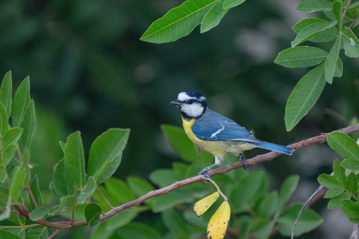 African Blue Tit - ML642902914