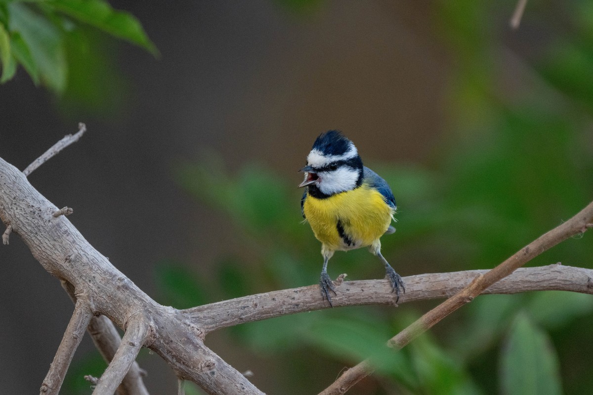 African Blue Tit - ML642902915