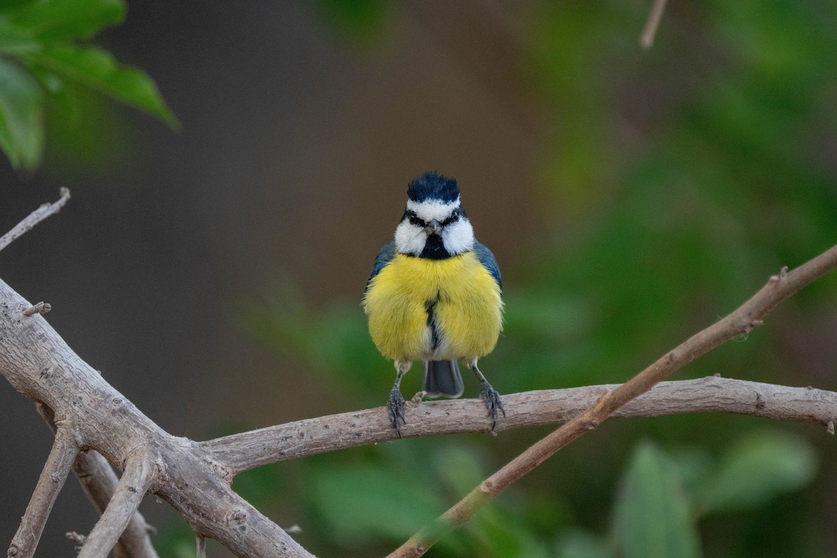 African Blue Tit - ML642902916