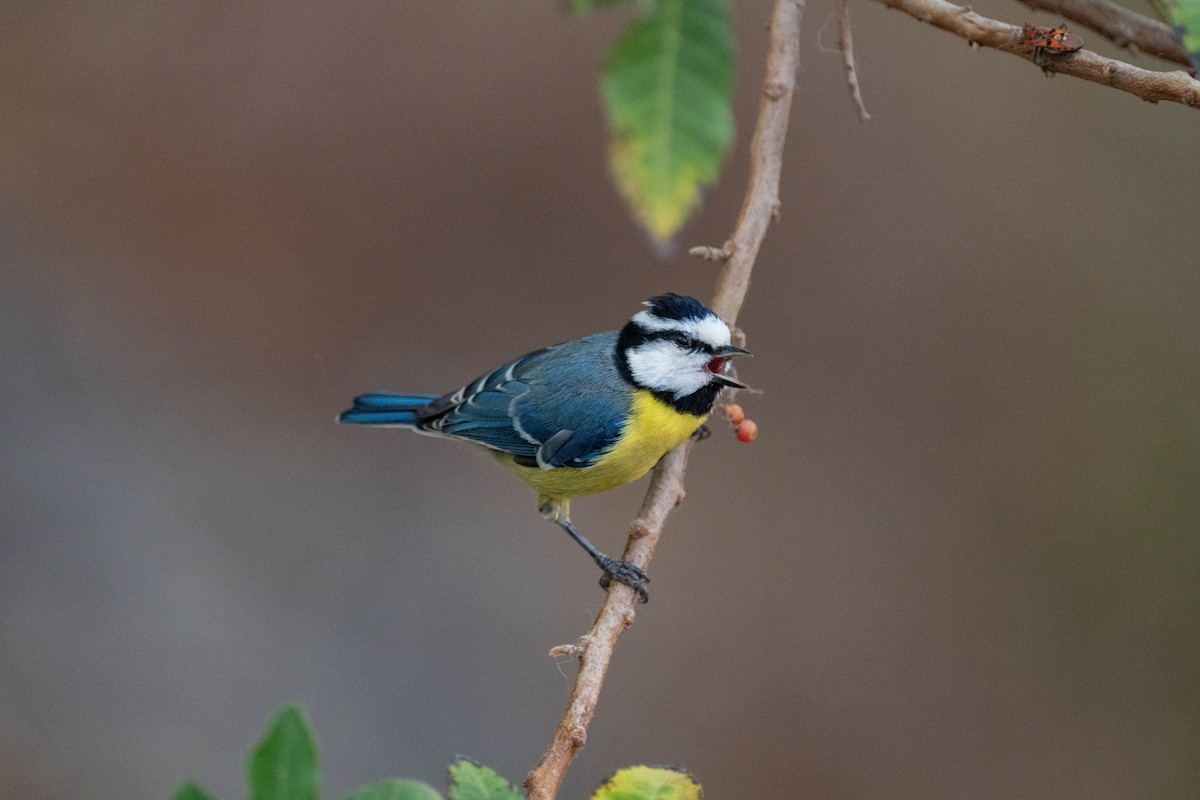 African Blue Tit - ML642902917