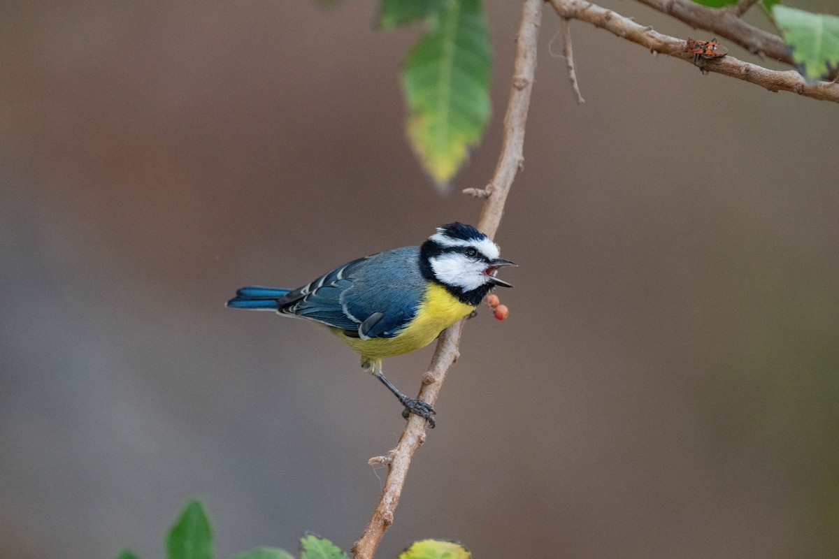 African Blue Tit - ML642902918