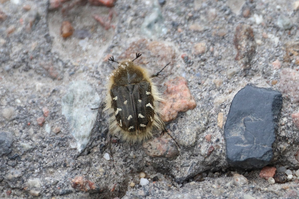 Apple Blossom Beetle - ML642902921