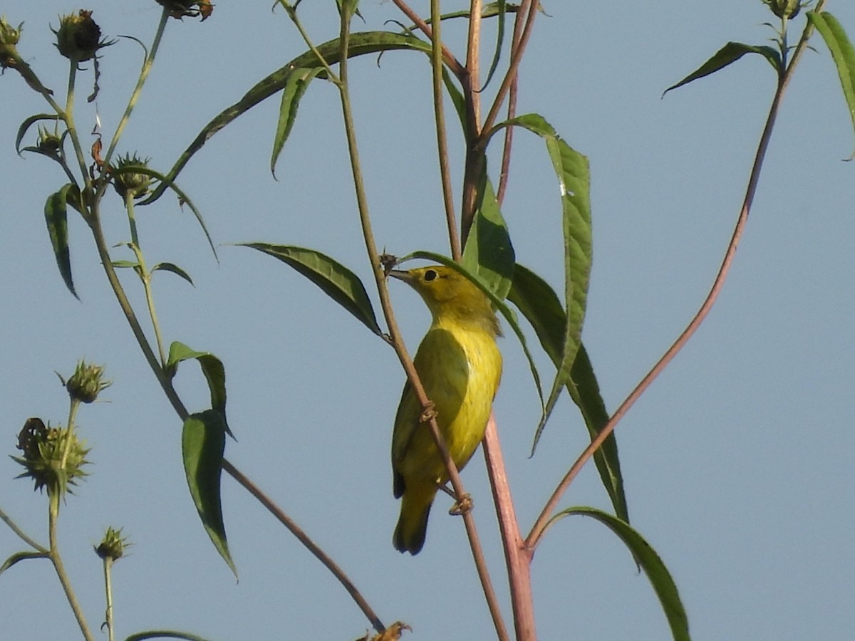 Yellow Warbler - ML642902922