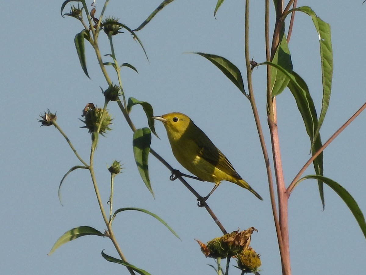 Yellow Warbler - ML642902924