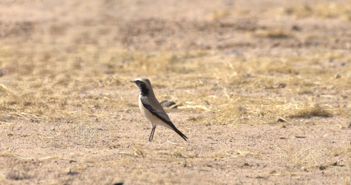 Desert Wheatear - ML642902925