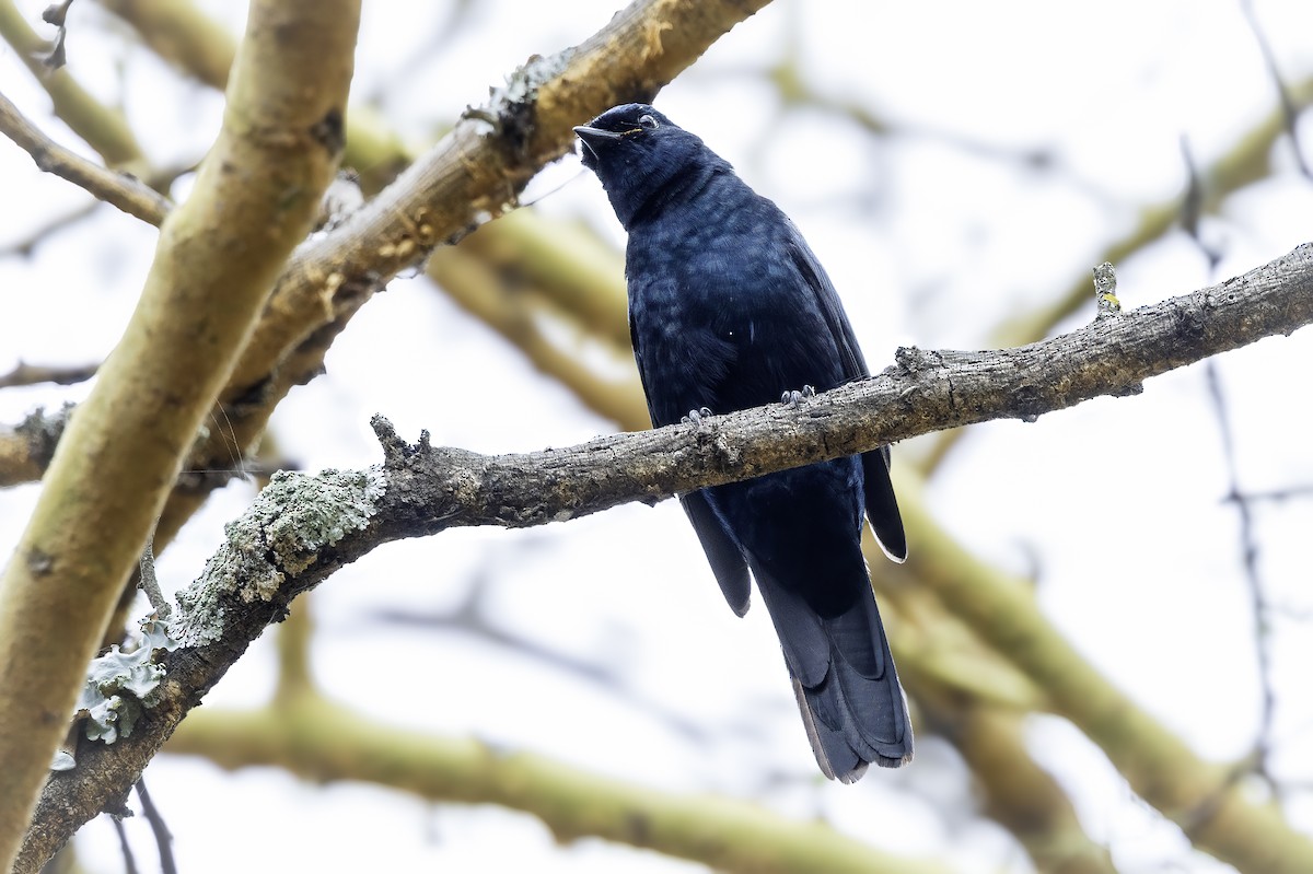 Black Cuckooshrike - ML642902927