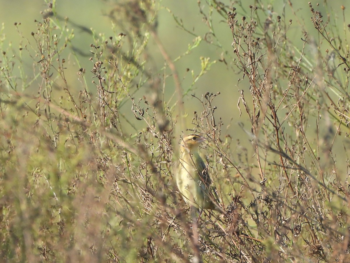 Bobolink - ML642902928