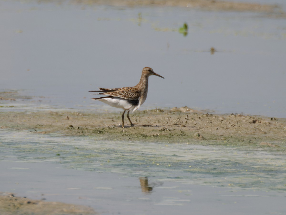 Pectoral Sandpiper - ML642902929
