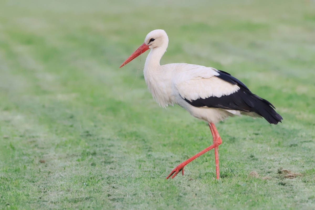 White Stork - ML642902932