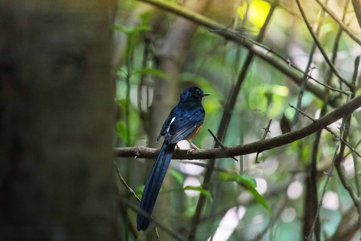 White-rumped Shama - ML642902933