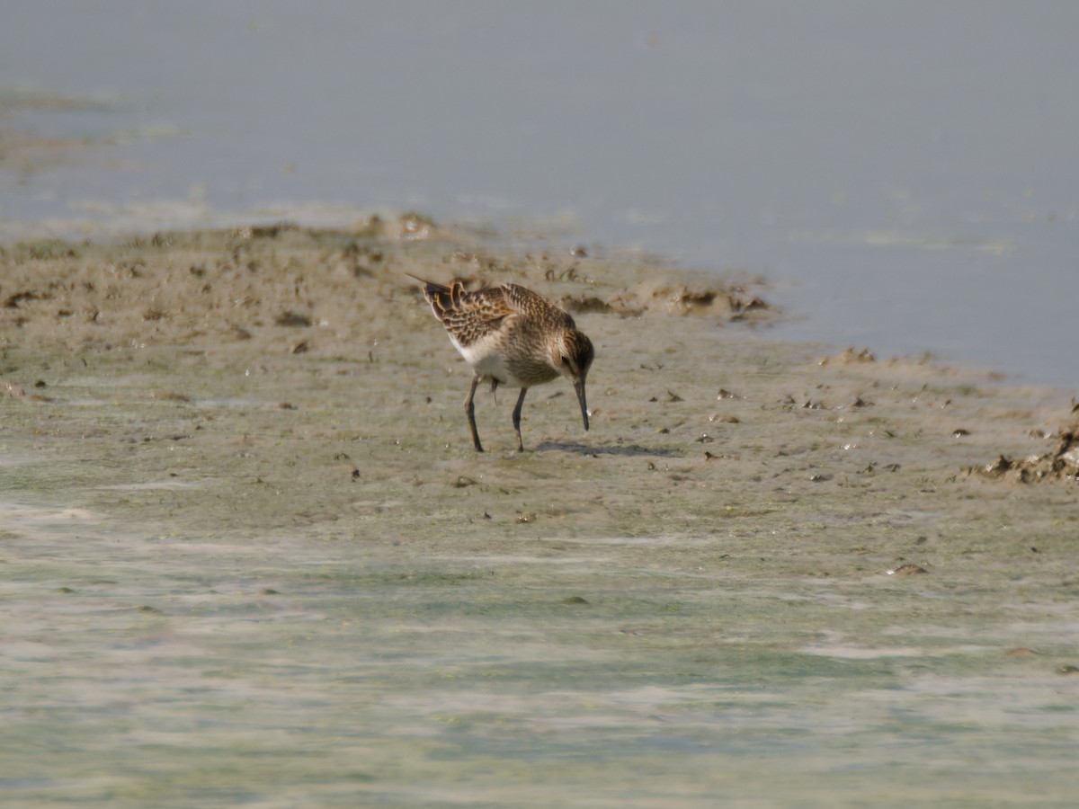 Pectoral Sandpiper - ML642902935