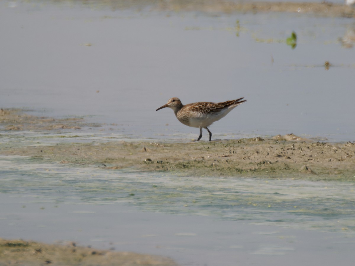 Pectoral Sandpiper - ML642902936