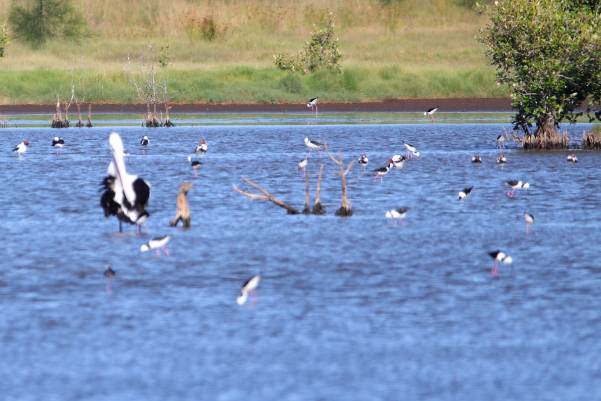 Red-necked Avocet - ML642902937