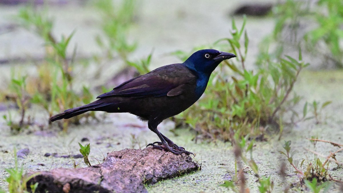 Great-tailed Grackle - ML642902938