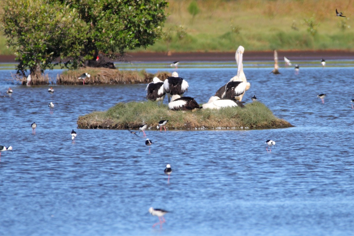 Australian Pelican - ML642902939