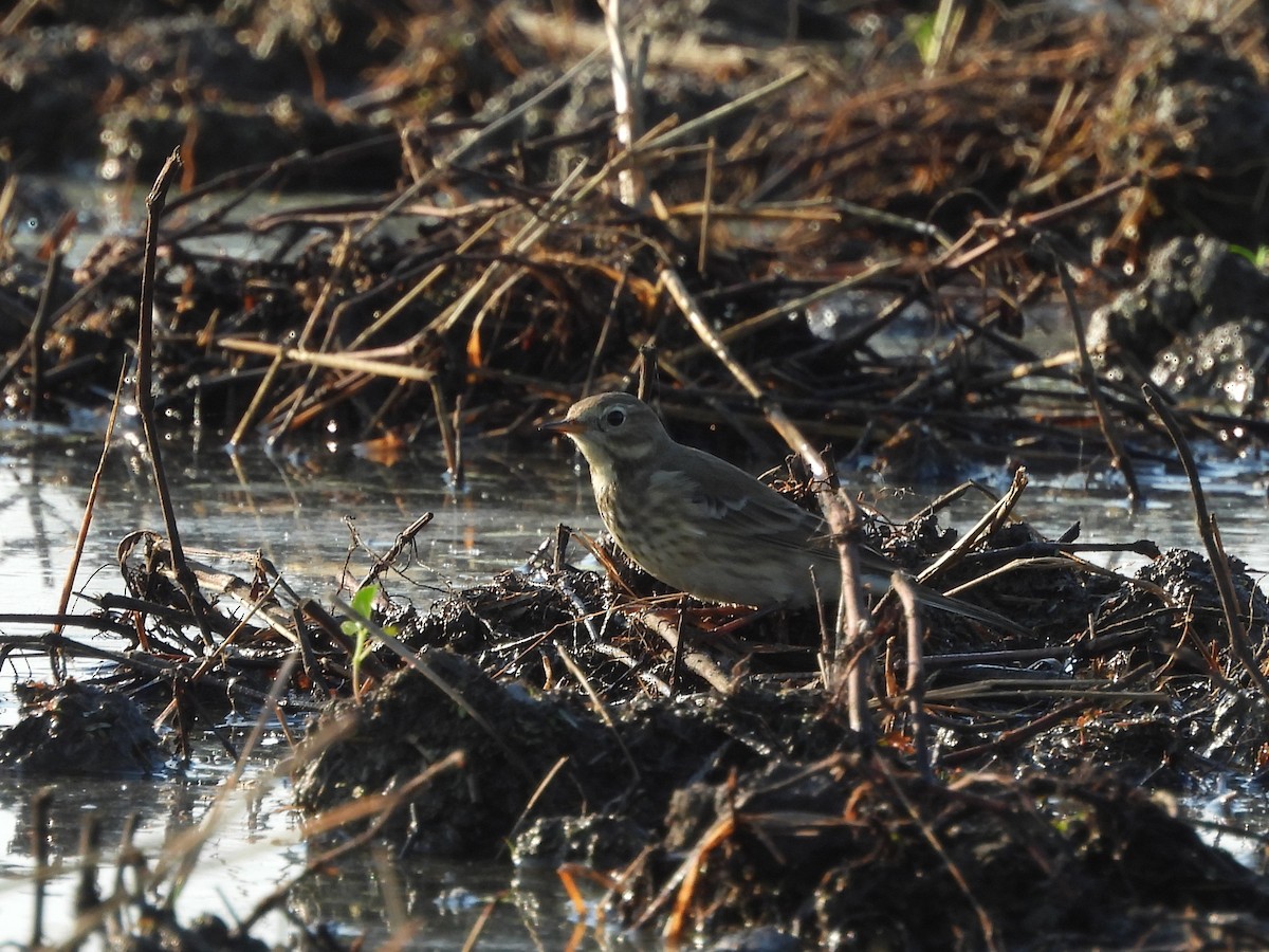 American Pipit - ML642902940