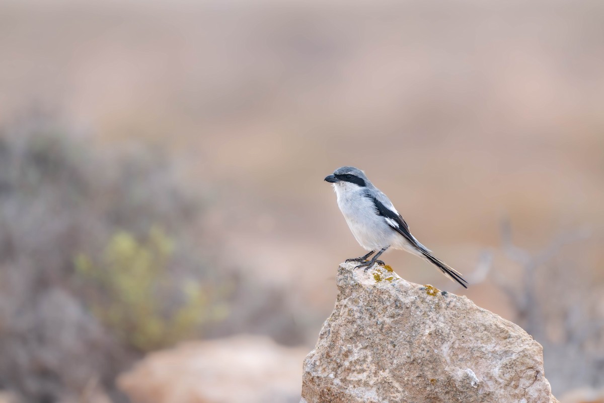 Great Gray Shrike - ML642902942