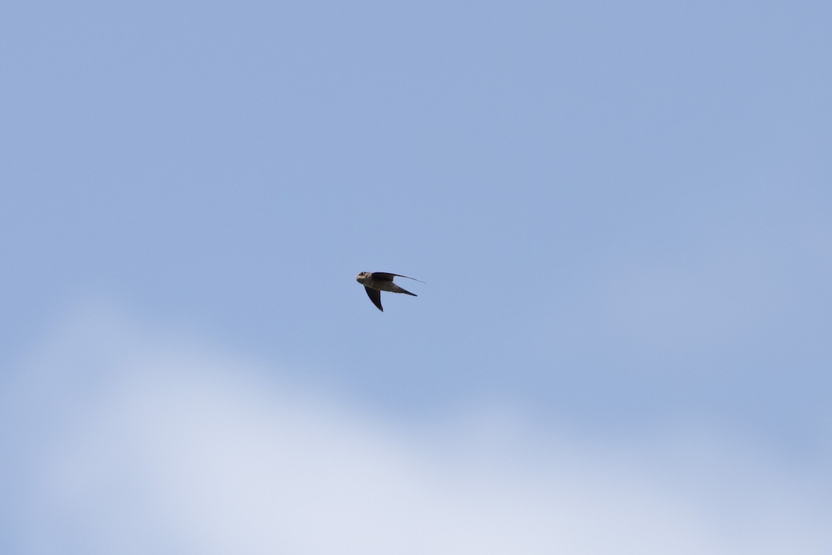 White-nest Swiftlet (Germain's) - ML642902946